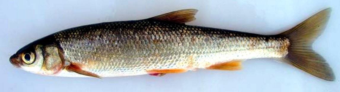 Pseudochondrostoma willkommii03.jpg